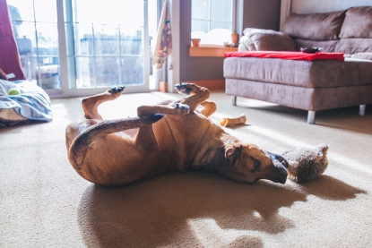 Ruffined Spotlight Maggie The Lab Mutt Seattle Refined