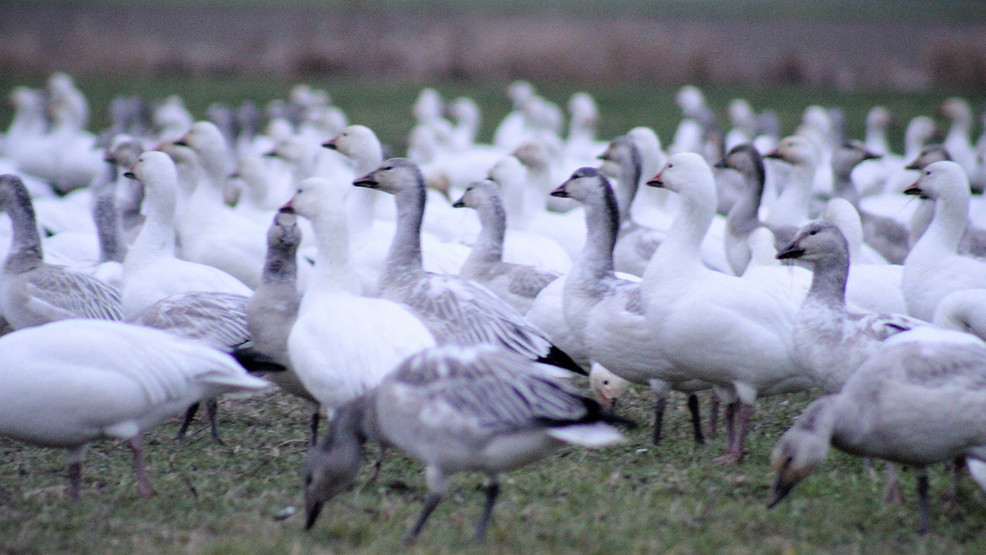 The Birds are Back In Town Snow geese, swans arrive in Skagit Valley