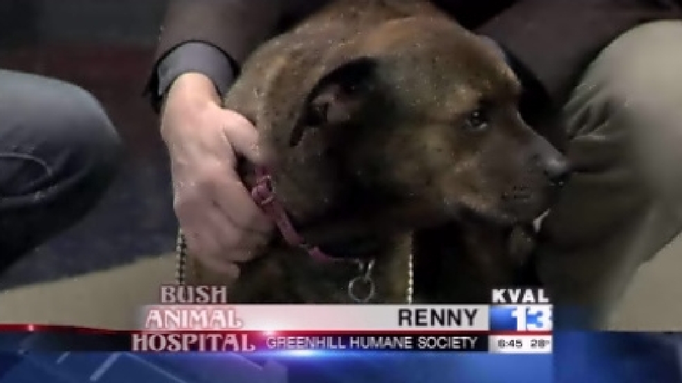 pet_renny.jpg