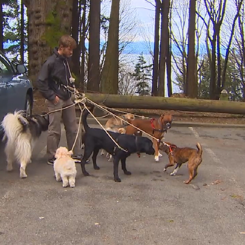 Victim Golden Gardens Dog Park Is Hot Spot For Car Prowlers Komo