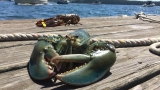 Fisherman catches green lobster 