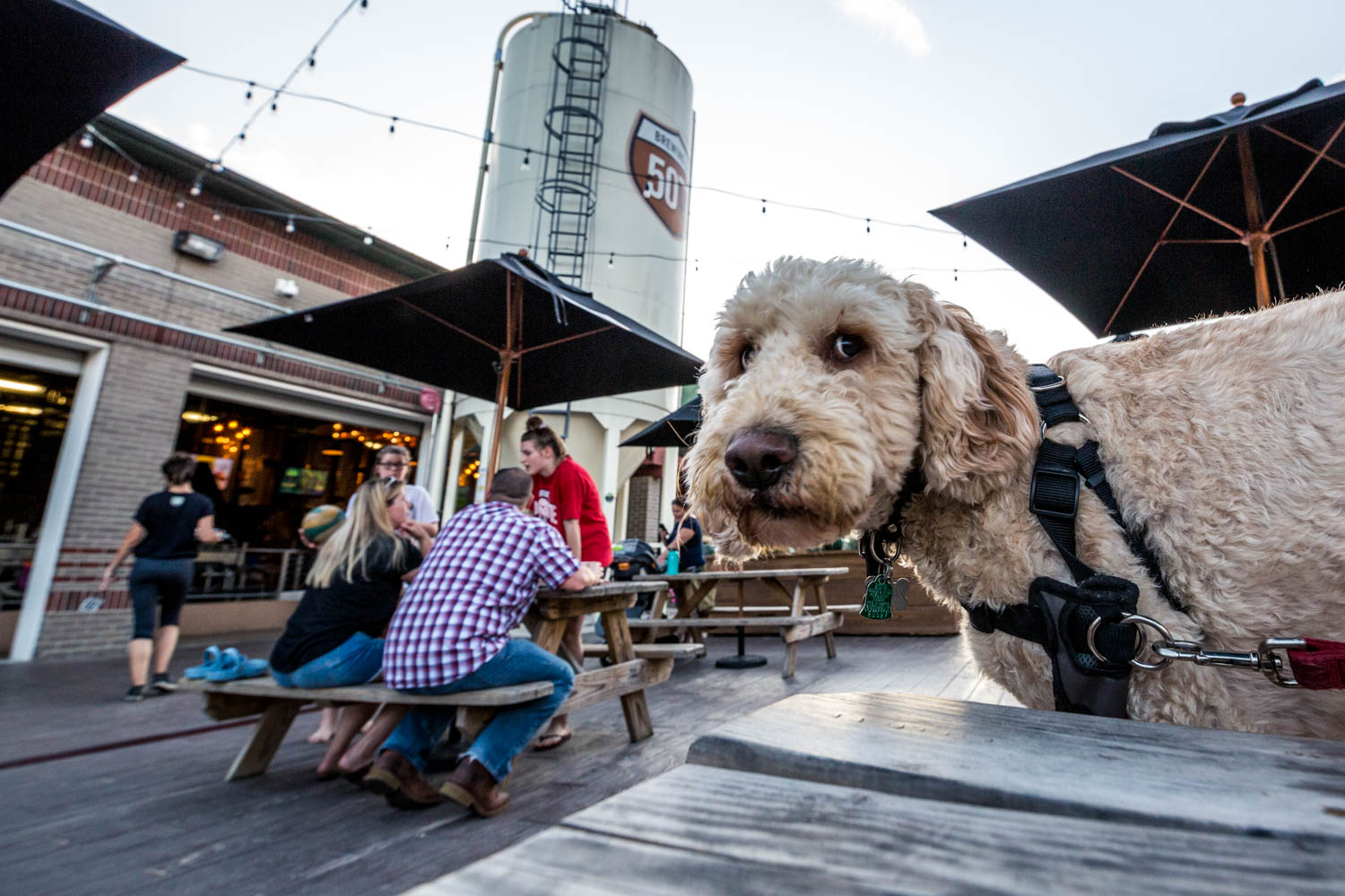 10 DogFriendly Bars That Have Us Sitting & Staying For Happy Hour