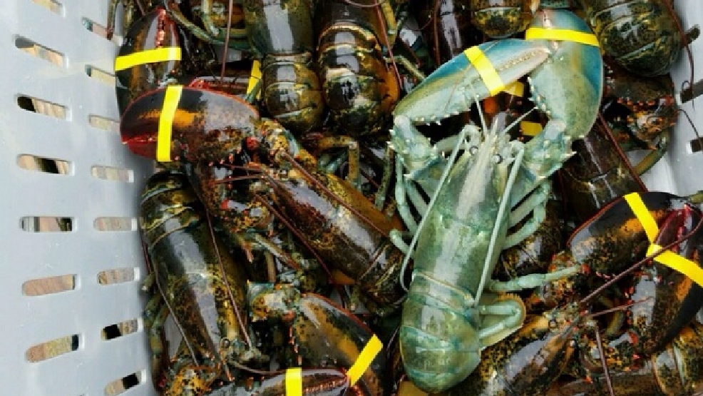 cncpts green lobster