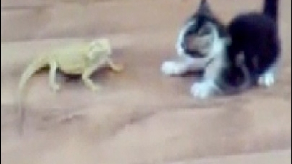 130516_kitty_lizard.jpg