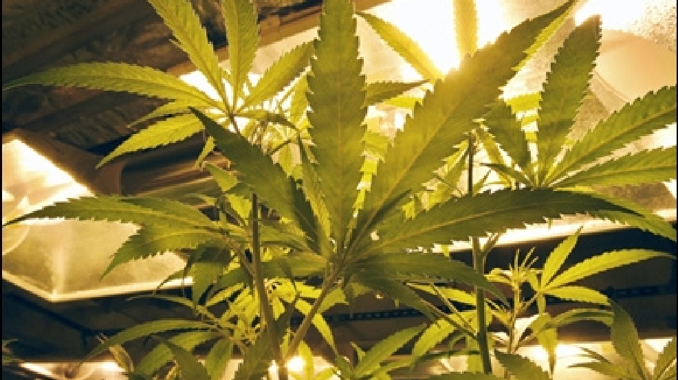 140214_marijuana_405.jpg