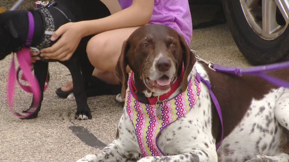 Volunteers raise money for dogs looking for forever homes WLUK