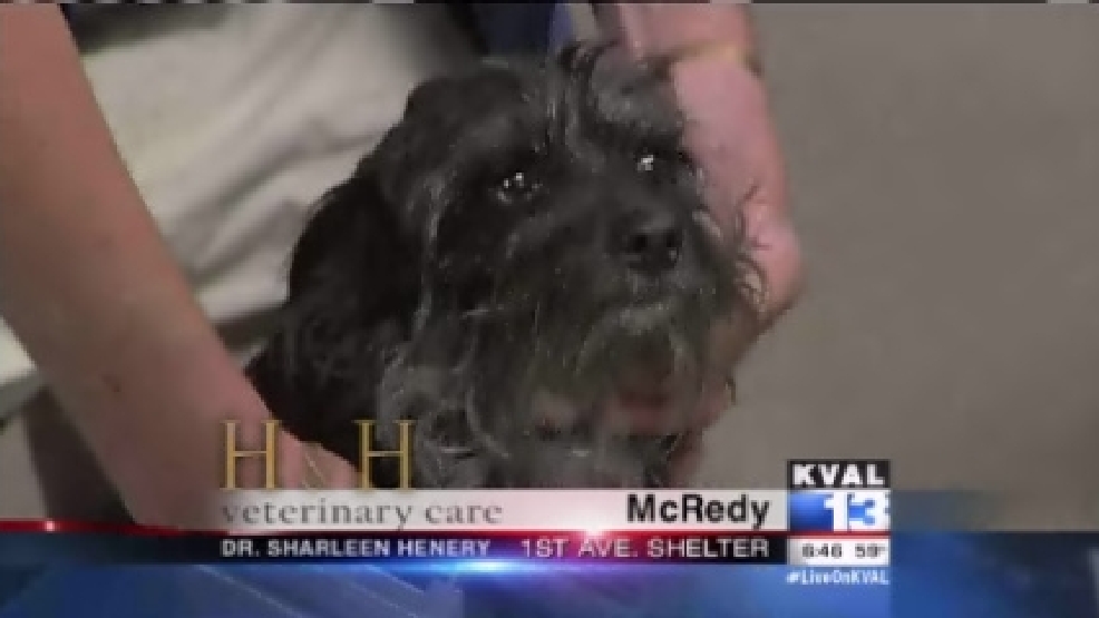 pet_mcredy.jpg
