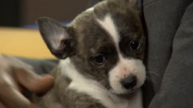 PET OF THE WEEK: Two 8-week-old puppy brothers