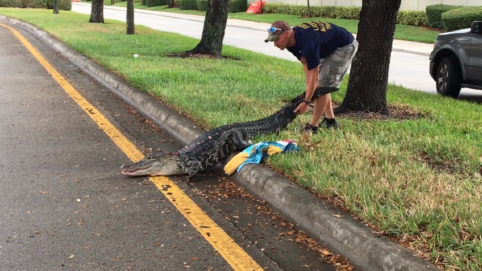 More than 8,000 nuisance gators nabbed in Florida in 2016 | WPEC