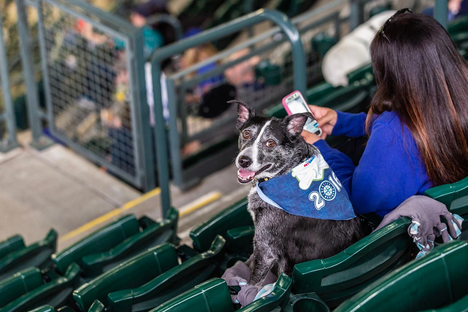 Photos Dogs steal the spotlight at Mariners' first Bark at the Park of