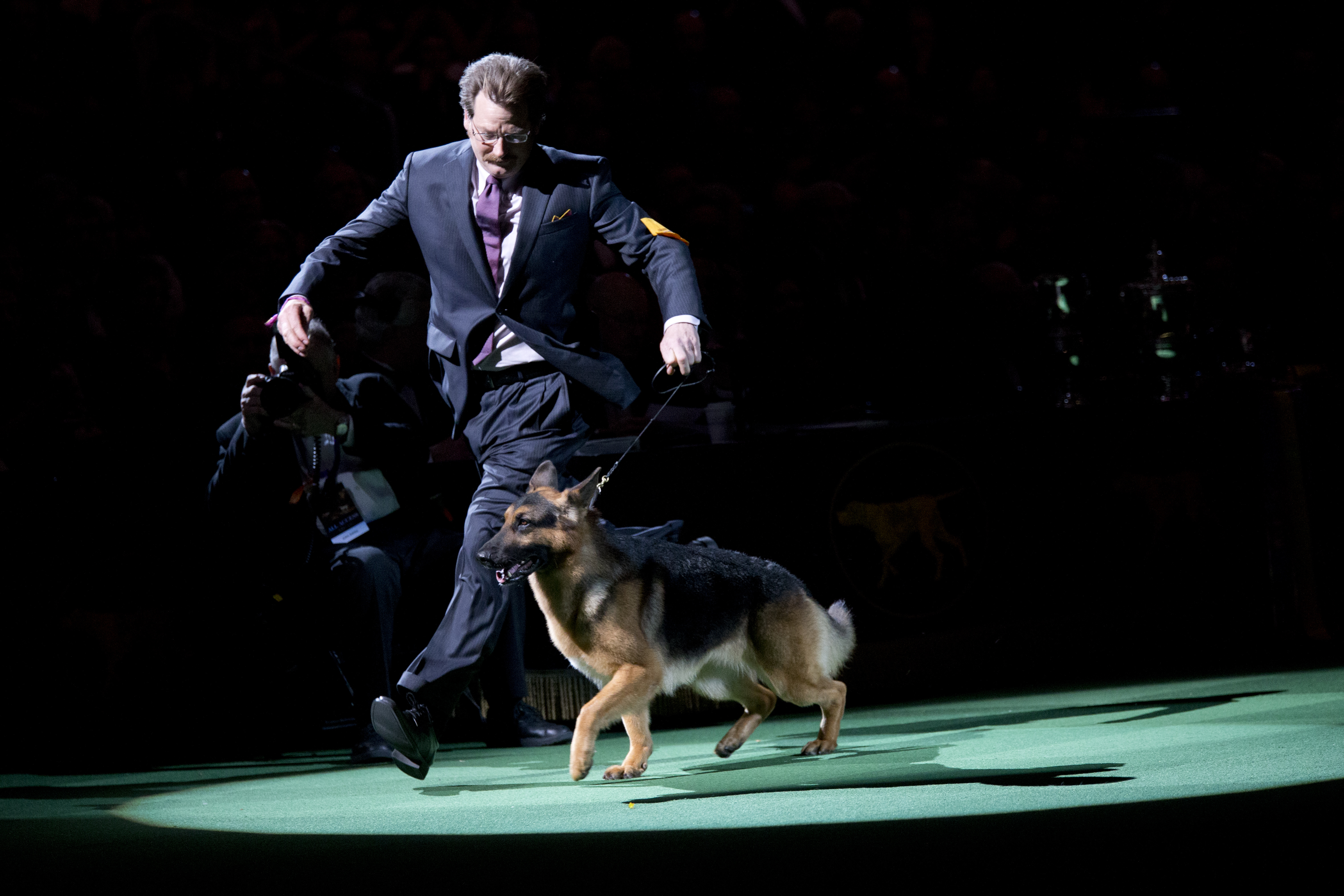 Cj The German Shorthaired Pointer Wins Westminster Dog Show Wjla