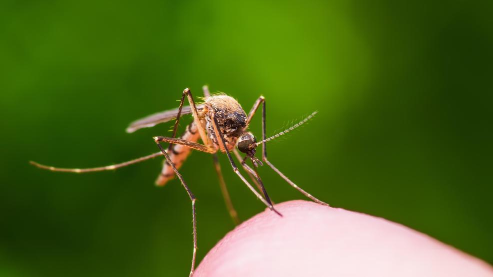 West Nile Virus found in mosquitoes in Elmore County - Idaho News thumbnail