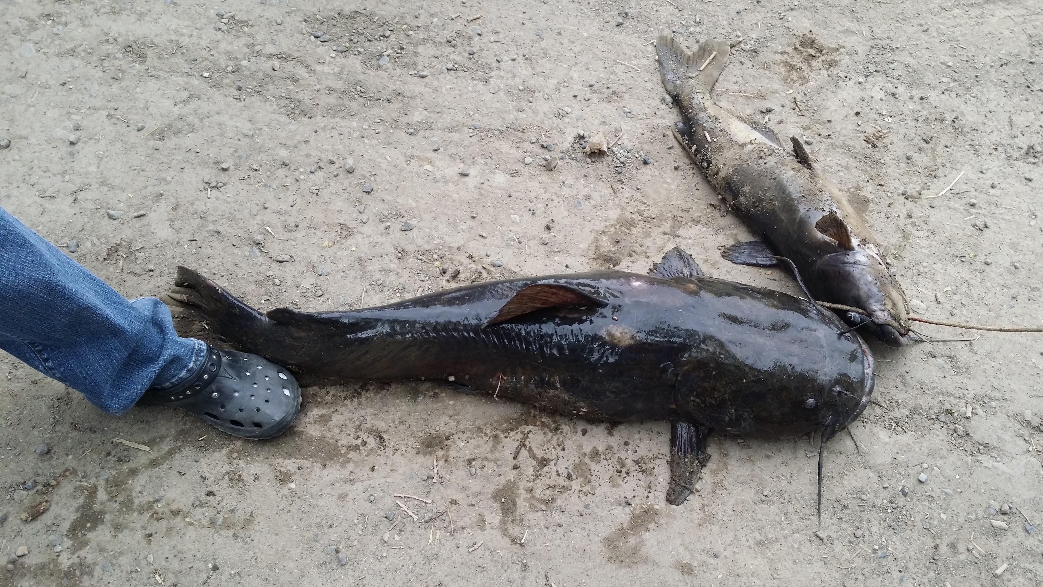 Monster catfish pulled from Oregon river KVAL