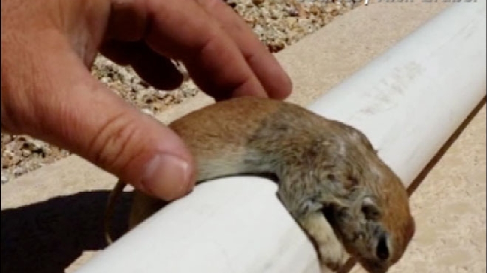 cnn-cprsquirrel.jpg