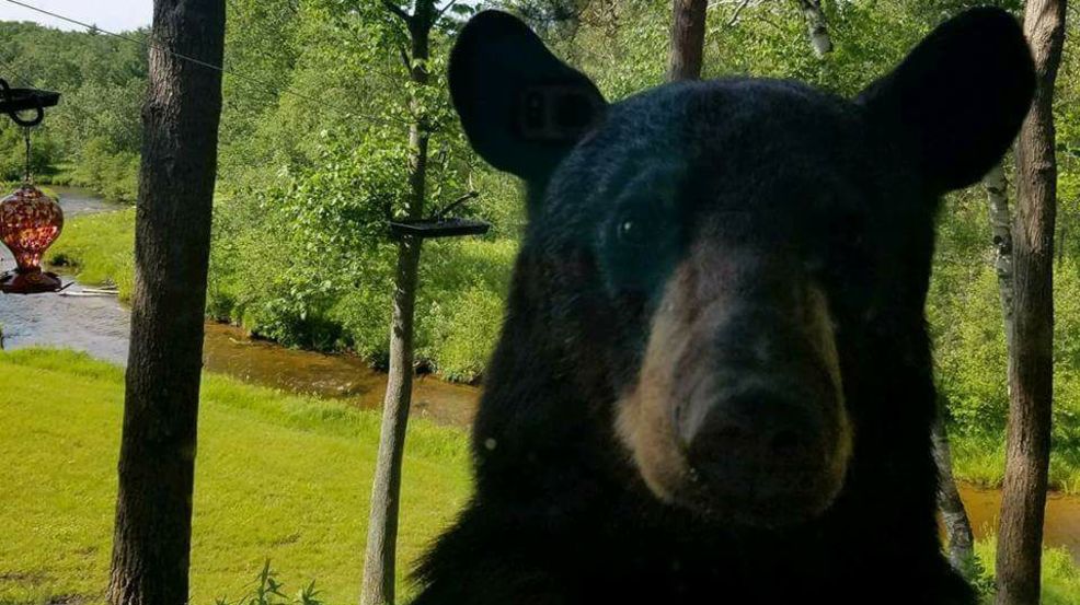 Gallery Bear sightings in northern Michigan WPBN