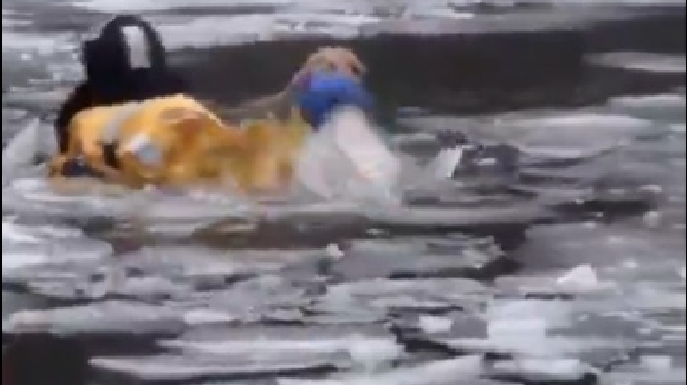 131224_dog_saved.jpg