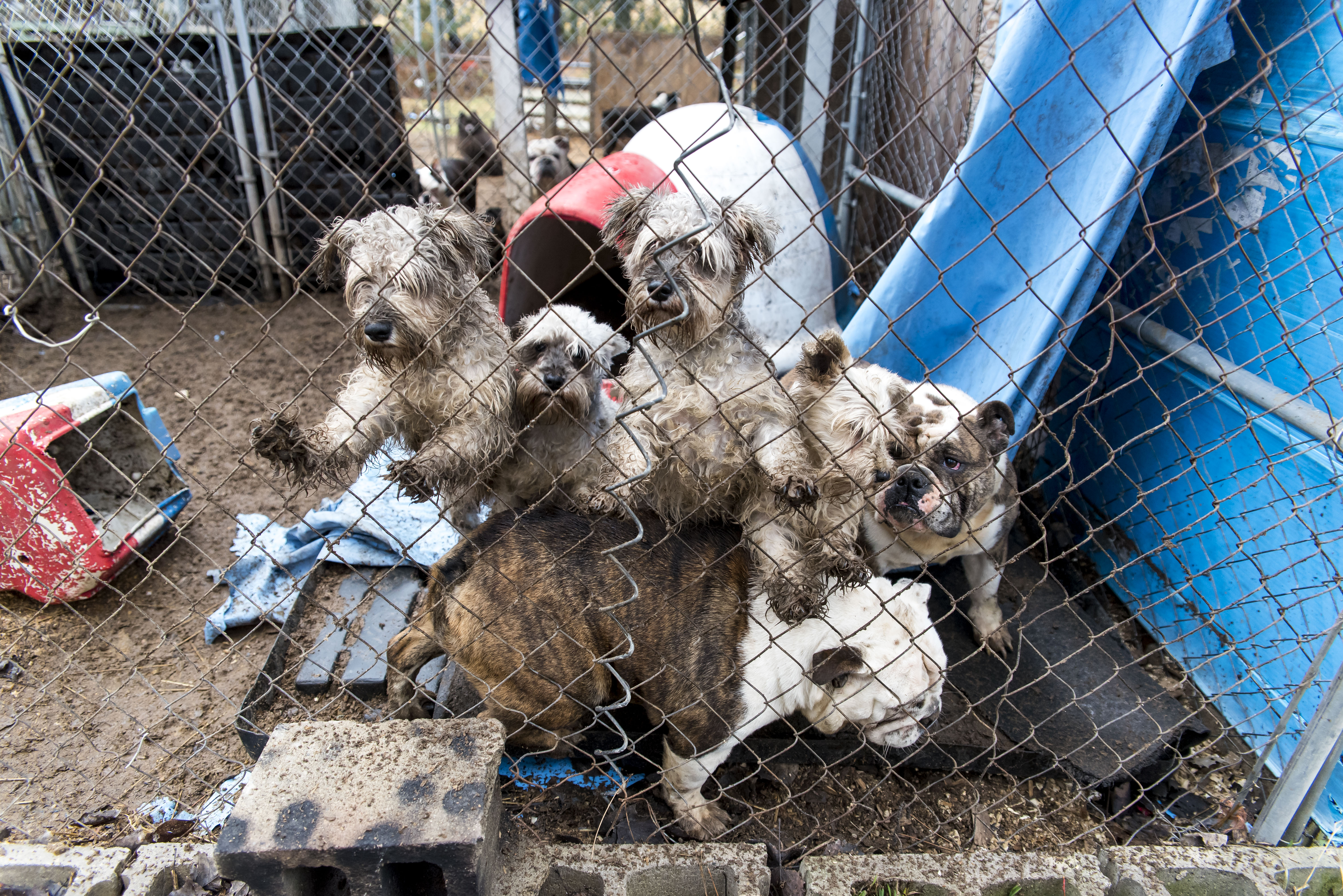 ASPCA More than 50 dogs removed from puppy mill WPBN