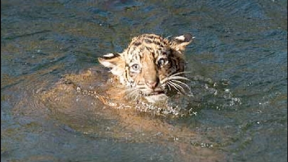 131109_tiger_swim.jpg