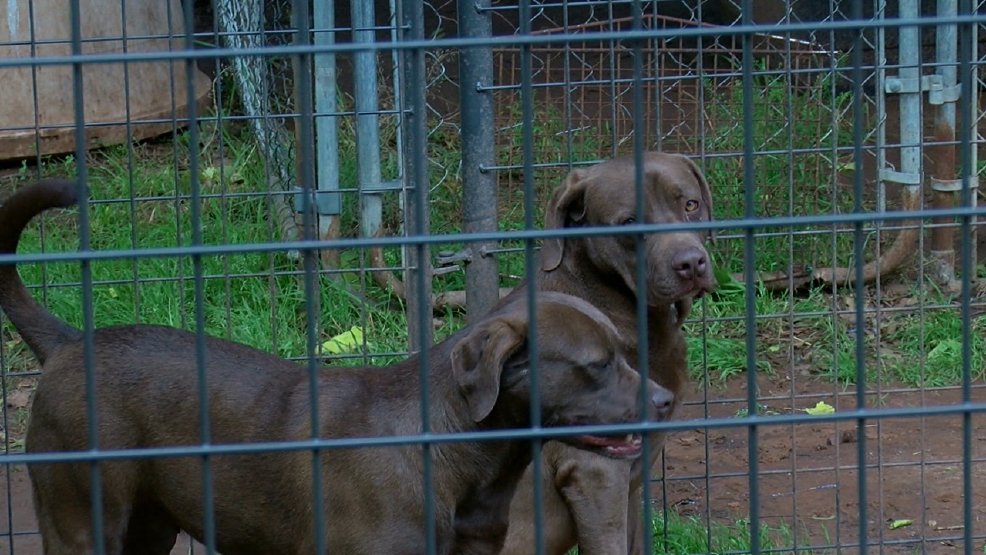 Camada pasar 434 días en Bixby refugio de animales - KTUL 1 Camada pasar 434 días en Bixby refugio de animales - KTUL 1
