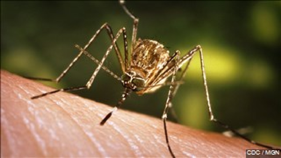 West Nile mosquitos found in Las Vegas, nation's first mainland Zika