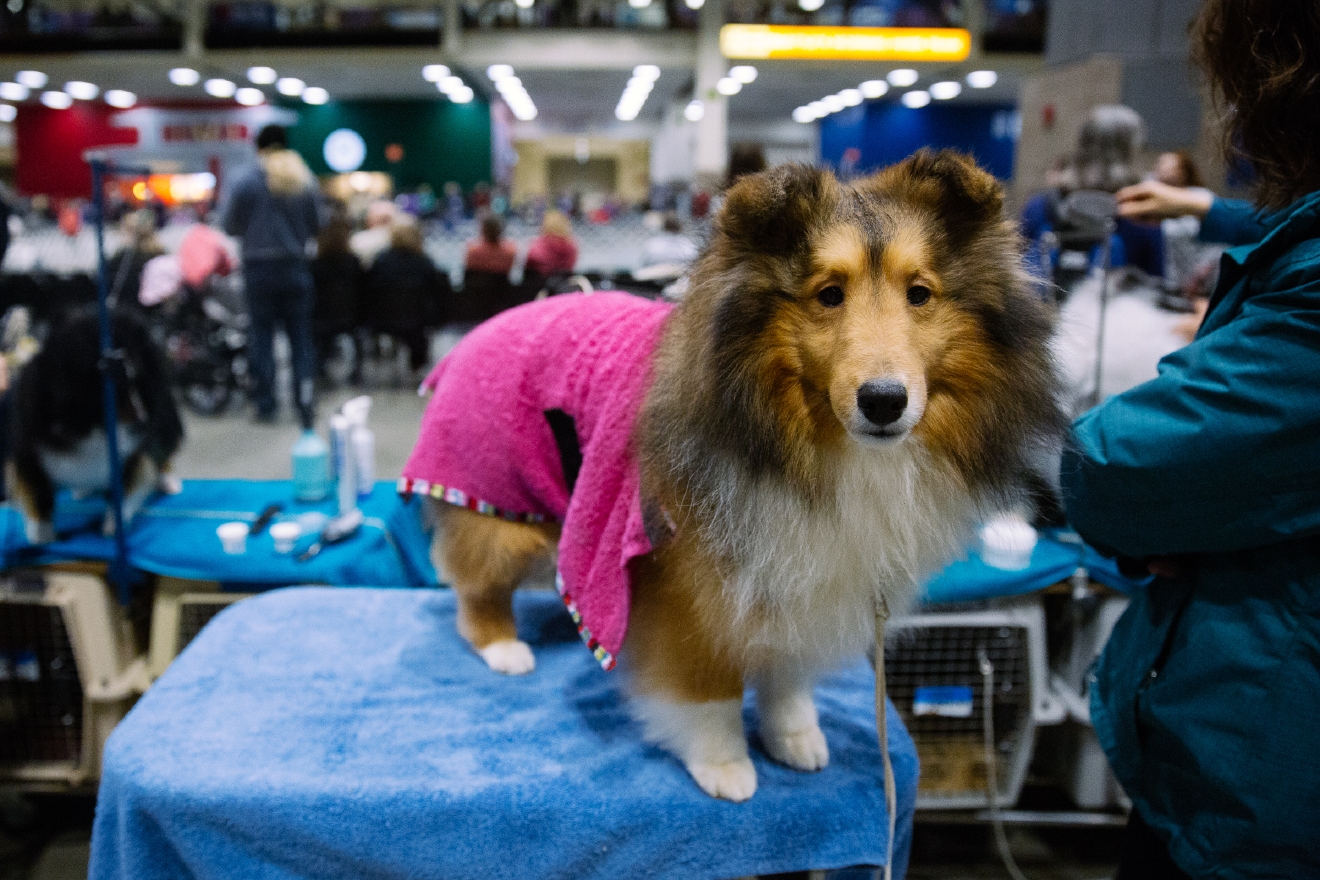 Photos The fluffiest place on earth is the Seattle Dog Show Seattle