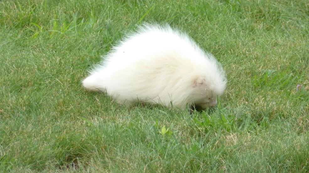A rare, albino baby porcupine