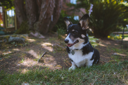 pacific northwest corgis