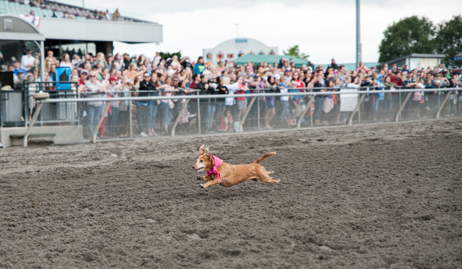 Photos: Hot dog! It's the Wiener Dog Races at Emerald Downs Racetrack | Seattle Refined