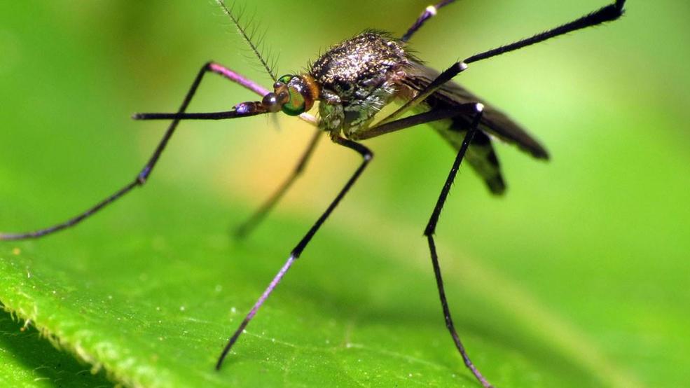 Summer arrives with a buzz 5 things to keep mosquitoes at bay WWMT