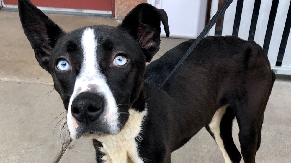 San Antonio Pets Alive! puts out an S.O.S. for fosters WOAI