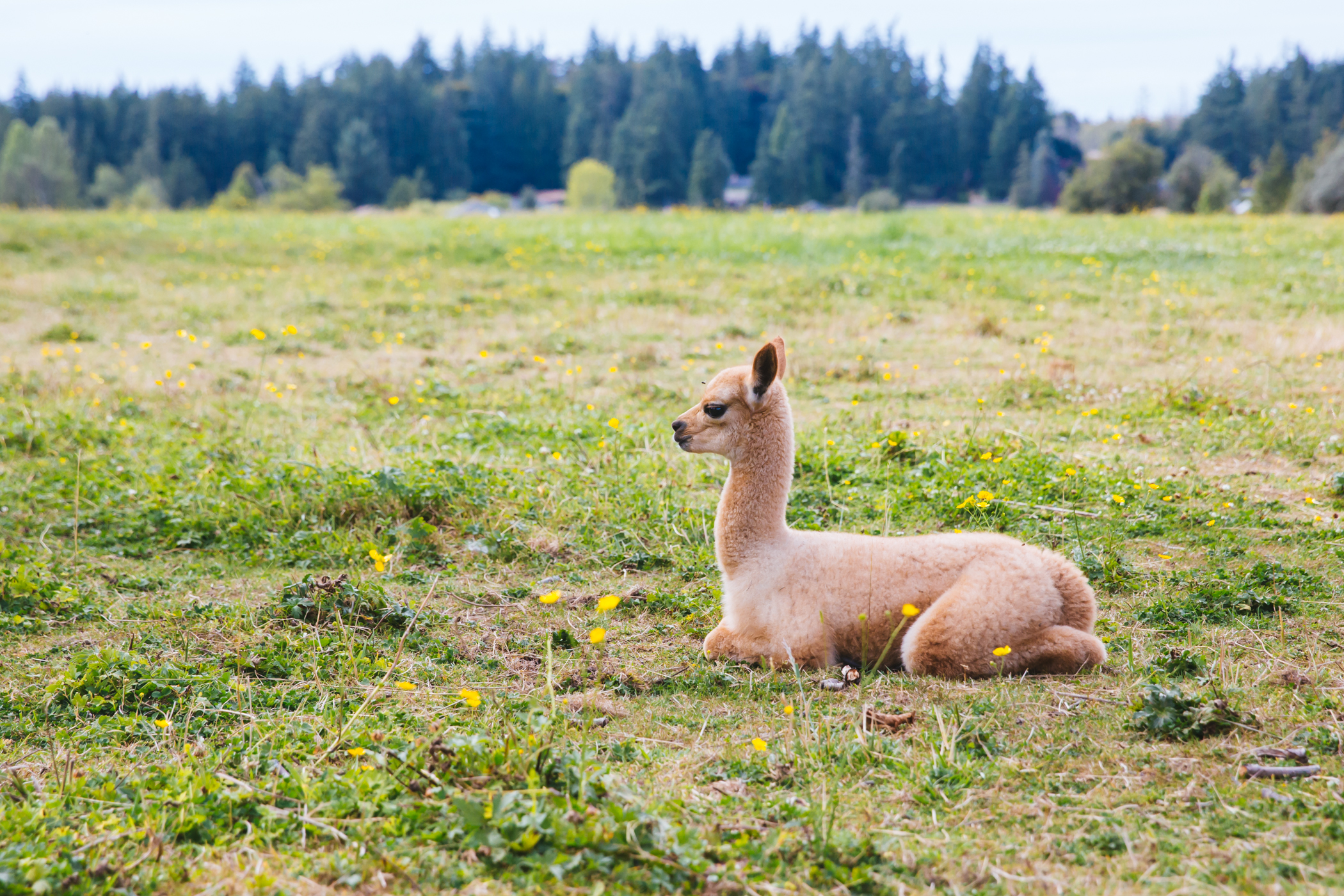 RUFFined Spotlight Solcita & Lana Linda the Baby Alpacas Seattle Refined