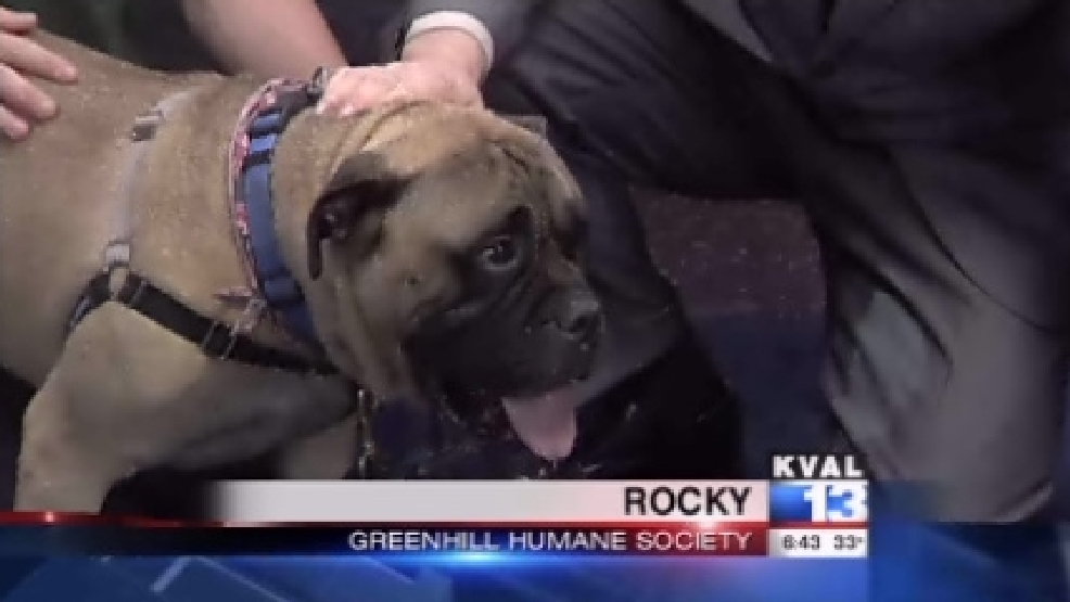 pet_rocky1.jpg