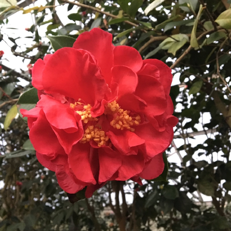 Massee Lane Gardens Celebrates 2017 Festival Of Camellias Wgxa