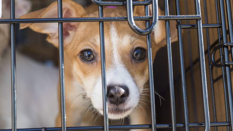 idaho humane society dogs