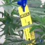 Utah Medical Association says there is no such thing as medical marijuana