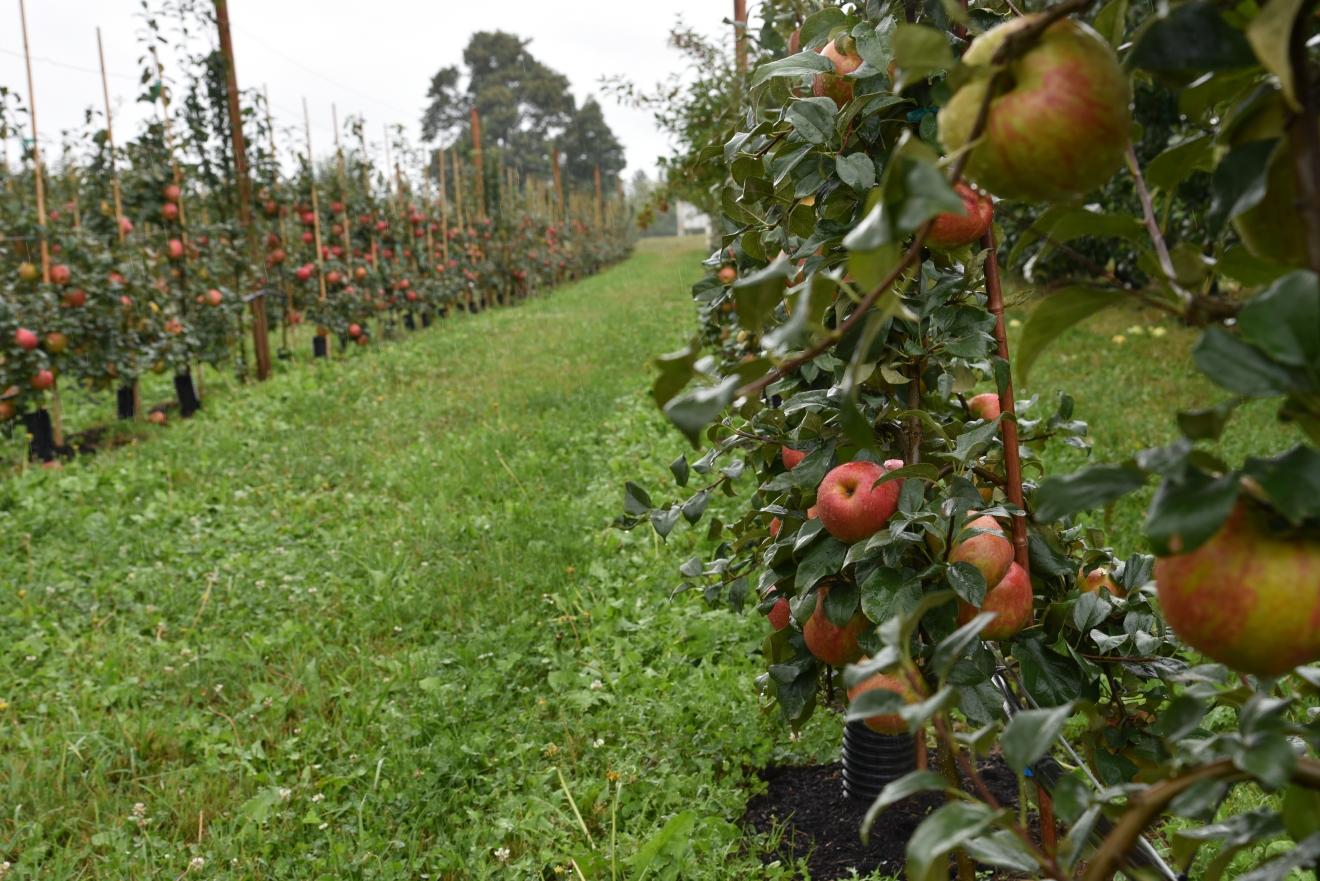 5 UPick orchards to visit this Apple Season Seattle Refined