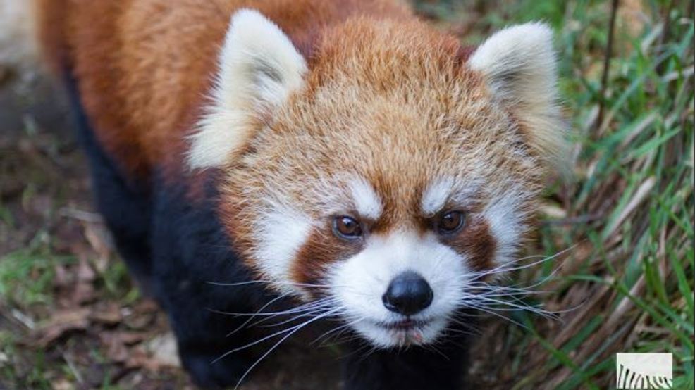 It's a girl...and another girl! Seattle zoo celebrates birth of twin