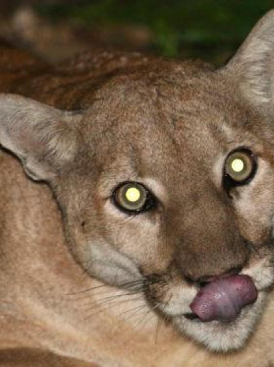 eastern puma has officially been pronounced extinct