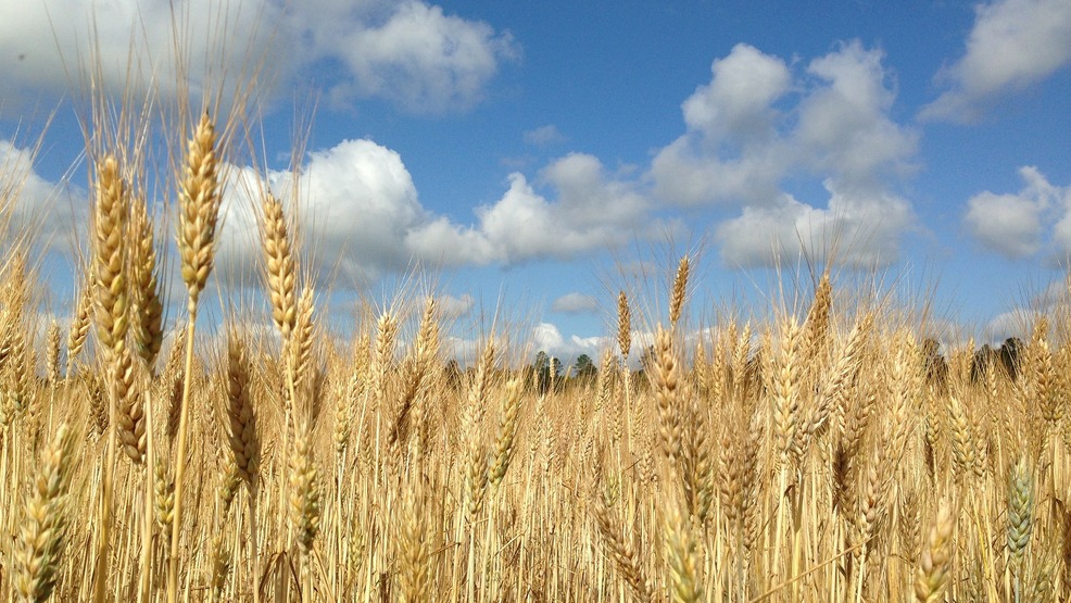 Study shows global climate change could dramatically impact wheat crops - KATV