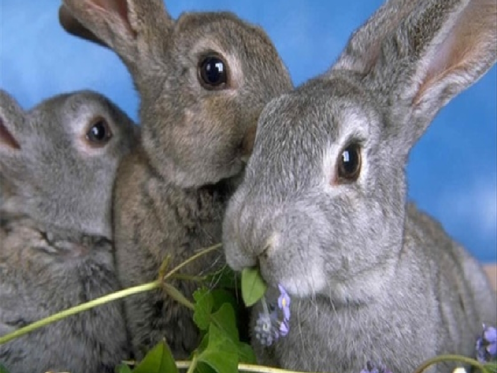 Stoned Rabbits This week in Utah Medical Marijuana headlines KUTV