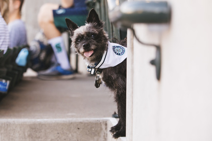 mariners dog jersey