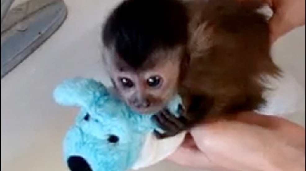 130520_baby_monkey.jpg