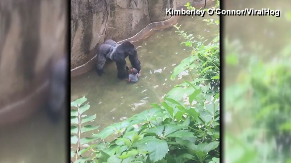 3 YEARS AGO Harambe the gorilla killed after child falls into