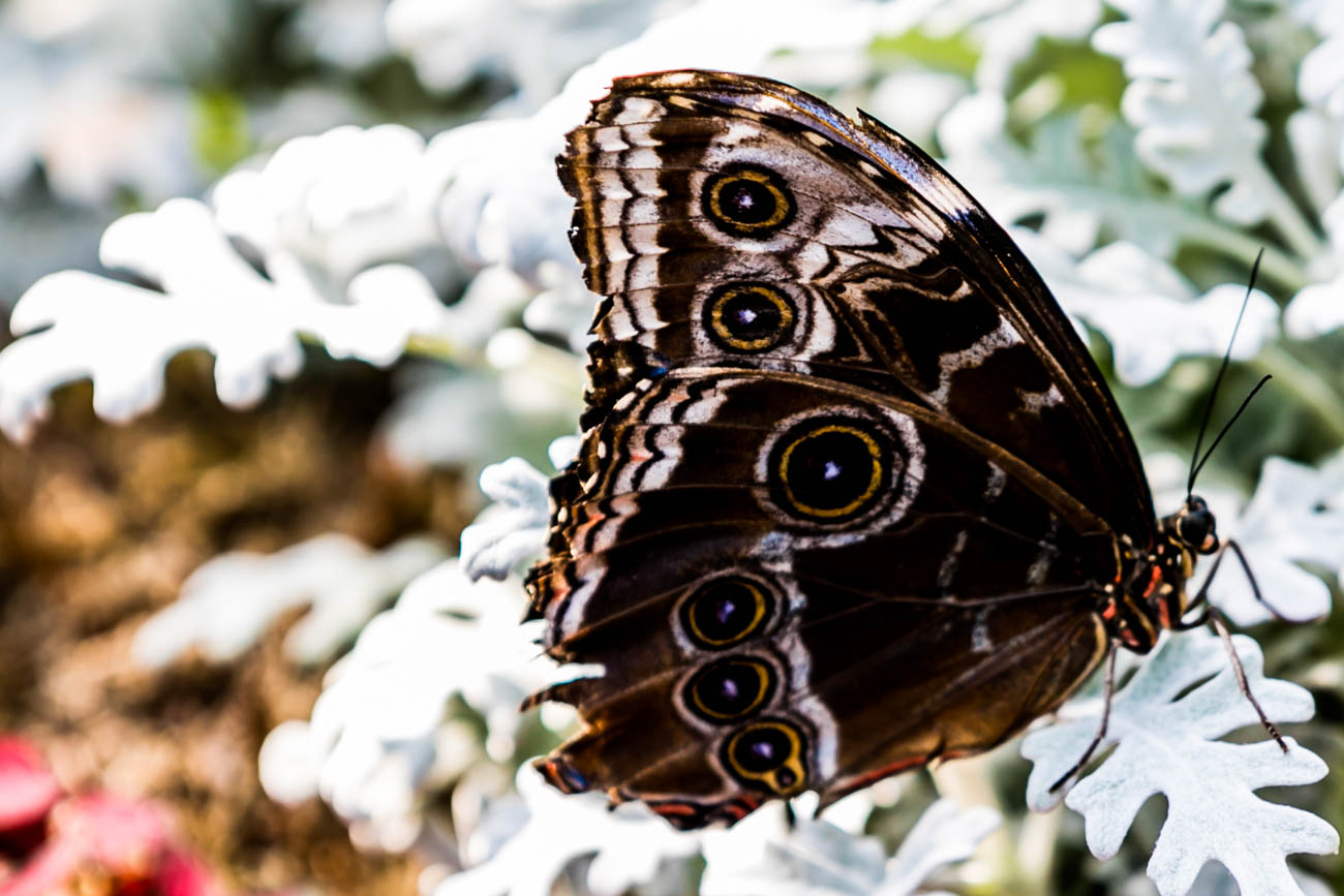 a blue morpho butterfly / image: amy elisabeth spasoff