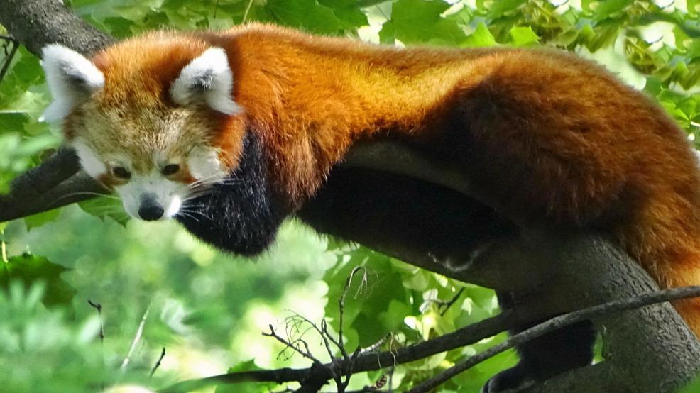 Detroit Zoo Opens New Habitat For Red Pandas, Rope Bridge 