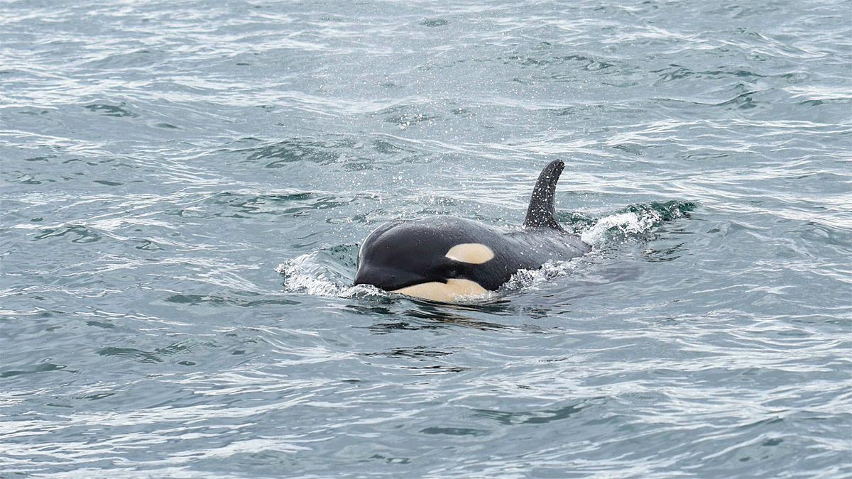 Photos 'The Kids are Alright' 8 killer whale calves doing well KOMO