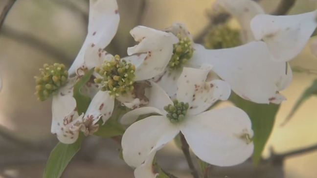 Pediatric nurse practitioner shares allergy relief tips 