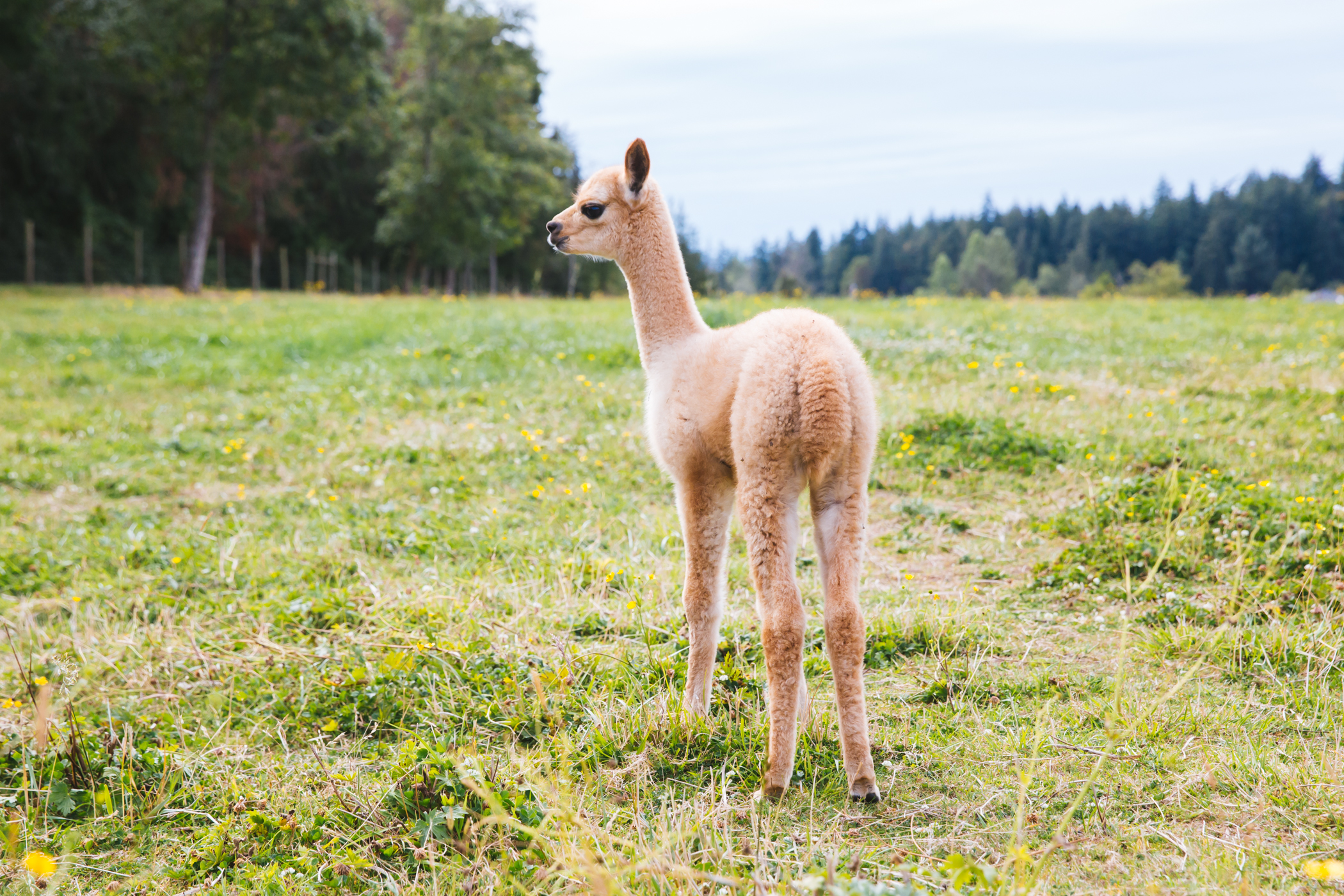 RUFFined Spotlight Solcita & Lana Linda the Baby Alpacas Seattle Refined