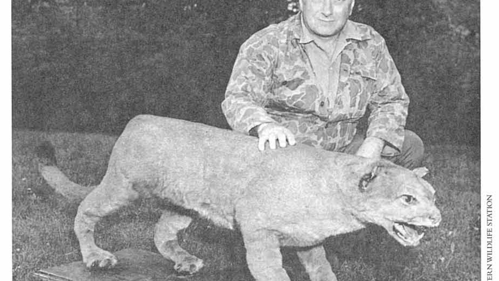 U.S. Dept. of the Interior removes extinct eastern puma from list of