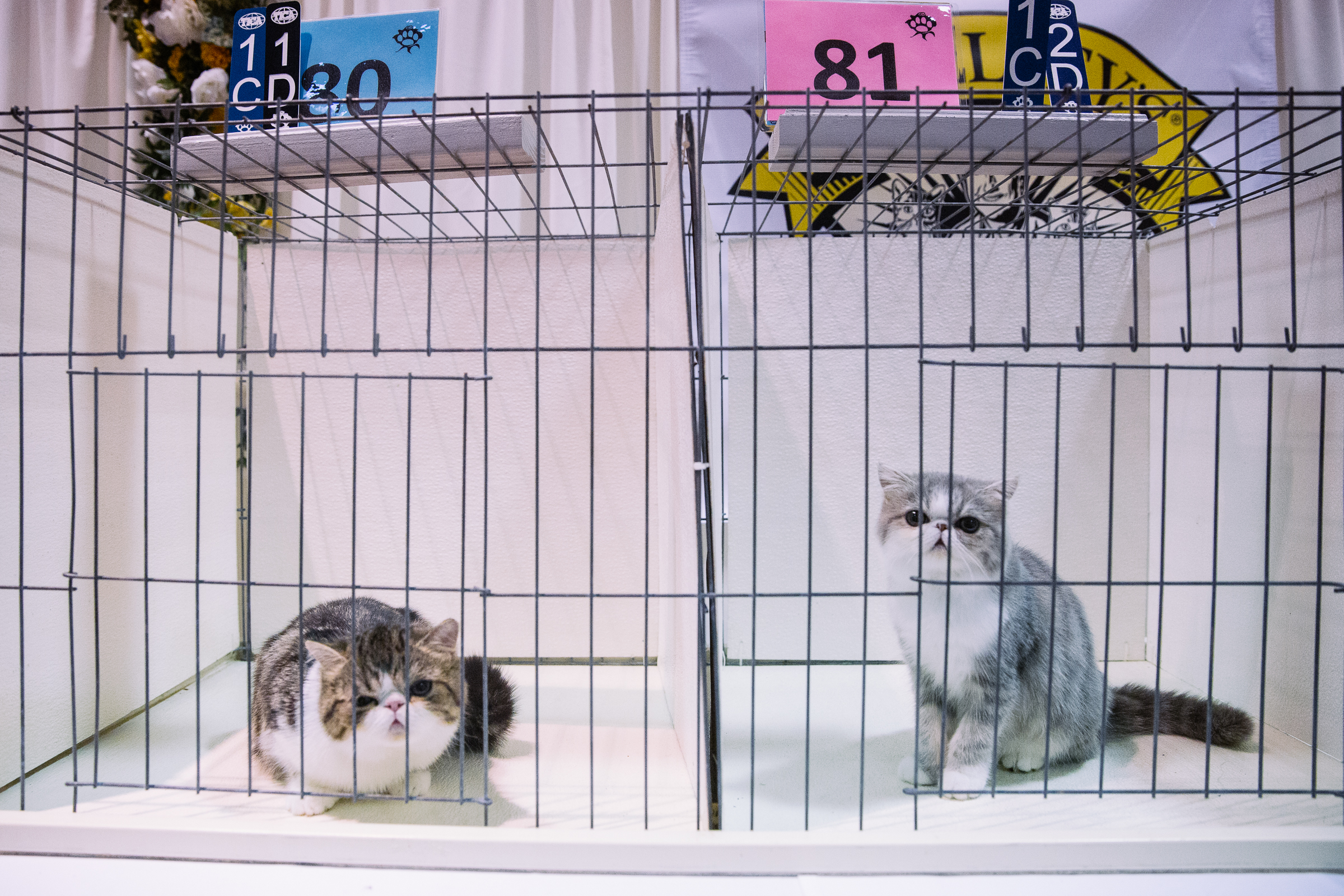 The International Cat Show Brings Furry Feline Faces To The Northwest ...